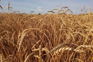 Wheat